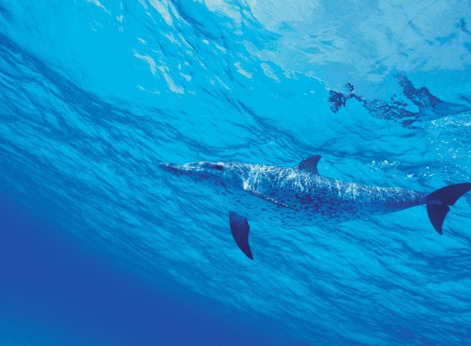 Wallpaper dolphin, underwater, 4k, Travel 292394591